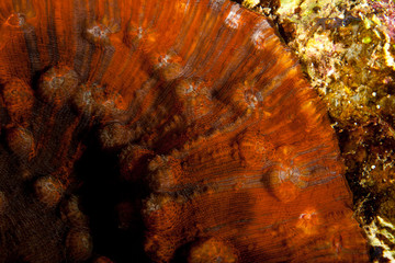 Coral reefs are built from stony corals, which in turn consist of polyps for education in nature.
