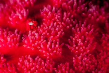 Coral reefs are built from stony corals, which in turn consist of polyps for education in nature.