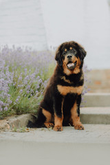 black Tibetan mastiff on walk with the owner in the park