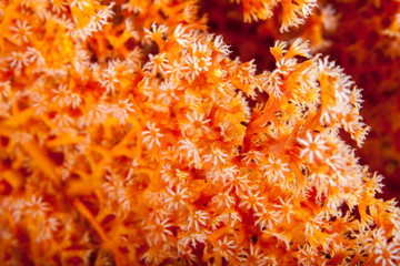 Coral reefs are built from stony corals, which in turn consist of polyps for education in nature.