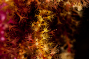 Closeup Gorgonia Soft Coral