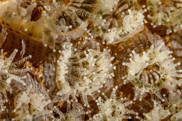 Closeup Coral Polyp