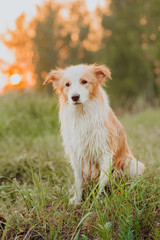 ginger raw border collie after swimming portrait