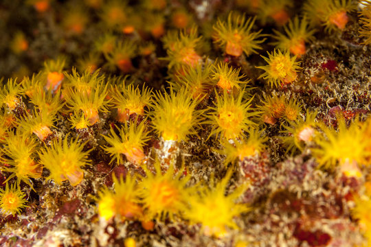 Parazoanthus axinellae, the yellow cluster anemone