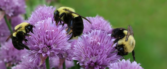 Close-up of Bumblebees pollinating purple chive blossoms
