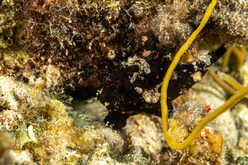 The painted frogfish or spotted frogfish, Antennarius pictus, is a marine fish belonging to the family Antennariidae