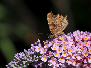 C-Falter, auf Schmetterlingsflieder