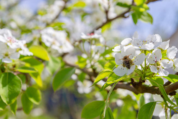 Obraz premium Bee collects nectar from white flowers of pear tree in late spring