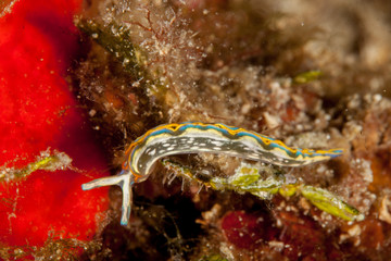 Thuridilla hopei, Croatia