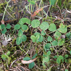 Vierblättriges Kleeblatt clover shamrock green grün 4 Glück Luck Irland Ireland good fortune...