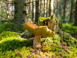 Fototapeta premium A blurry background version, wild mushrooms in the forest, autumn is the time of mushroom gathering, Latvia