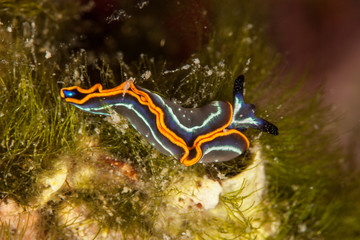 Thuridilla hopei, Croatia