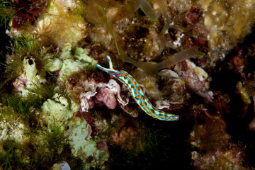 Thuridilla hopei, Croatia
