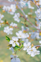 Flowering white pear tree flowers in late spring