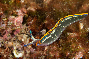Thuridilla hopei, Croatia