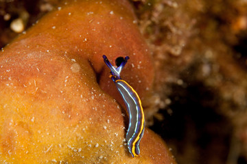 Thuridilla hopei, Croatia