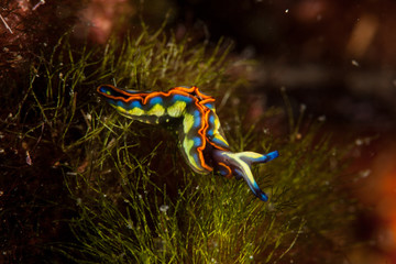 Thuridilla hopei, Croatia