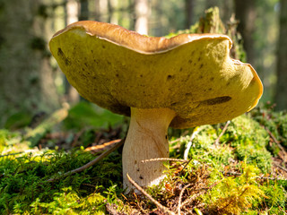 A blurry background version, wild mushrooms in the forest, autumn is the time of mushroom...