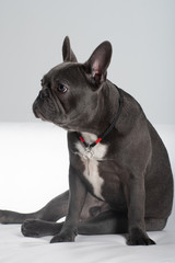 French bulldog portrait in studio sitting funny posing