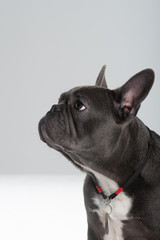 Fototapeta na wymiar French bulldog portrait in studio enjoing posing at profile