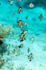 Two-stripe damselfish, reticulate dascyllus, Dascyllus reticulatus, among other vernacular names,...