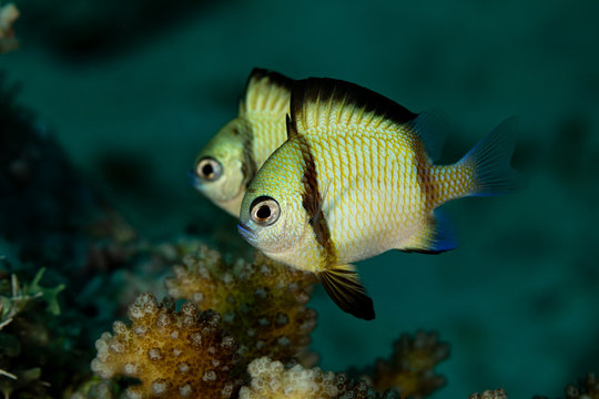 Two-stripe damselfish, reticulate dascyllus, Dascyllus reticulatus, among other vernacular names, is a species of marine fish in the family Pomacentridae