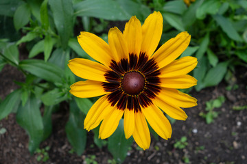 close up of black-eyed susan bloom with green leafy background