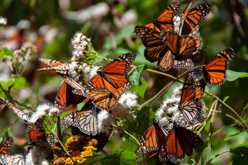 Monarch Butterfly Biosphere Reserve, Michoacan State, Mexico © Noradoa