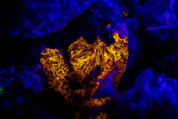 Fluorescence in marine life, Seabed in ultraviolet light