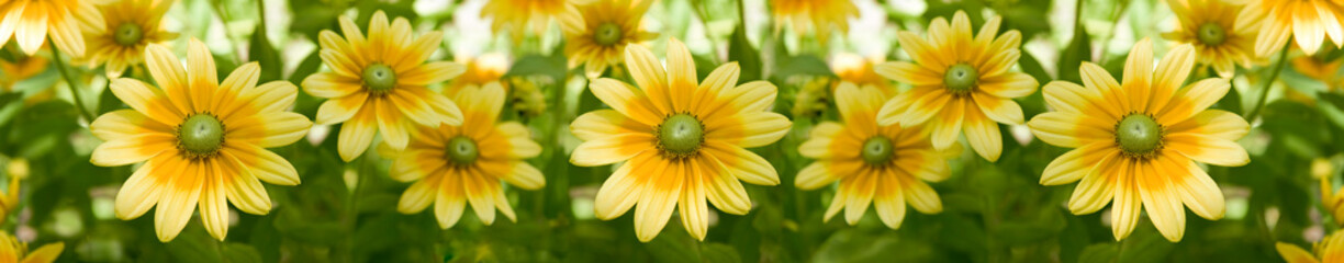 Arzneipflanzen, Kräutergarten, Natur