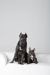 Cane corso italiano and french bulldog friends on white leather sofa