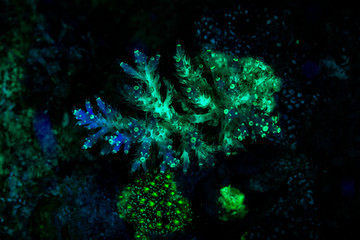 Fototapeta na wymiar Fluorescence in marine life, Seabed in ultraviolet light