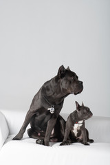 Cane corso italiano and french bulldog friends on white leather sofa