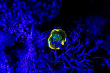 Fluorescence in marine life, Seabed in ultraviolet light