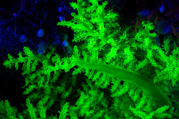 Fluorescence in marine life, Seabed in ultraviolet light