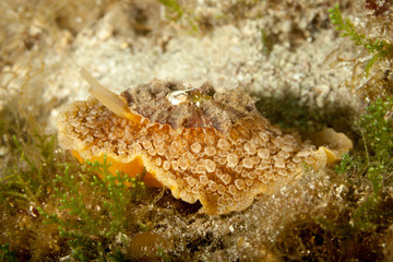 Umbrella slug, mbraculum umbraculum