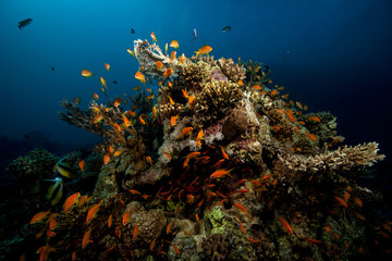 Naklejka na ściany i meble Underwater Life at a reef