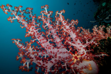 Fototapeta na wymiar Soft Coral tree