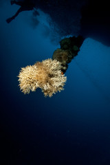 Coral hanging from the cave ceiling