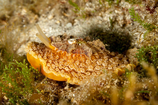 Umbrella slug, mbraculum umbraculum