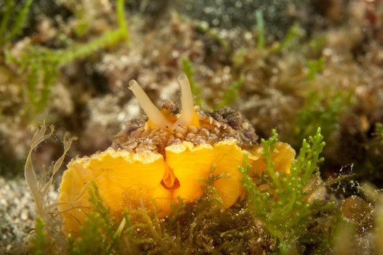 Umbrella slug, mbraculum umbraculum