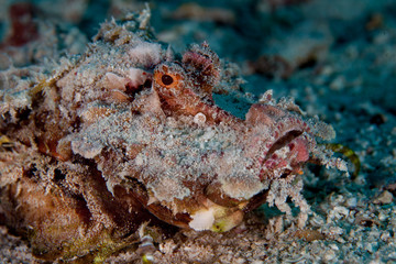 Inimicus didactylus, also known as demon stinger or devil stinger