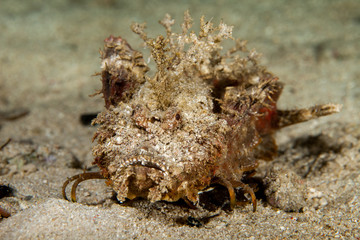 Inimicus didactylus, also known as demon stinger or devil stinger