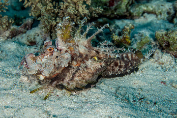 Inimicus didactylus, also known as demon stinger or devil stinger