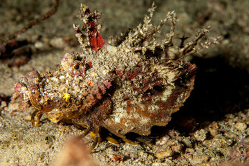 Inimicus didactylus, also known as demon stinger or devil stinger