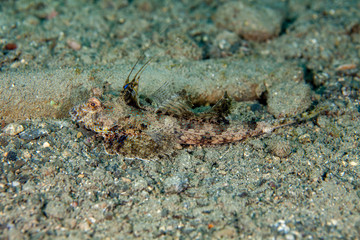 Devil Fish, Central Sulawesi