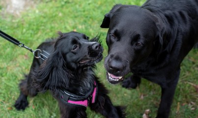Two black dogs playing