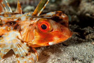 Dactyloptena orientalis, known commonly as the Oriental flying gurnard or purple flying gurnard...