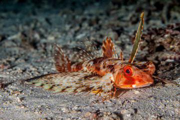 Dactyloptena orientalis, known commonly as the Oriental flying gurnard or purple flying gurnard among other vernacular names, is a species of marine fish in the family Dactylopteridae