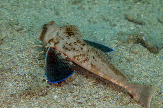 The streaked gurnard (Trigloporus lastoviza) is a species of searobin
